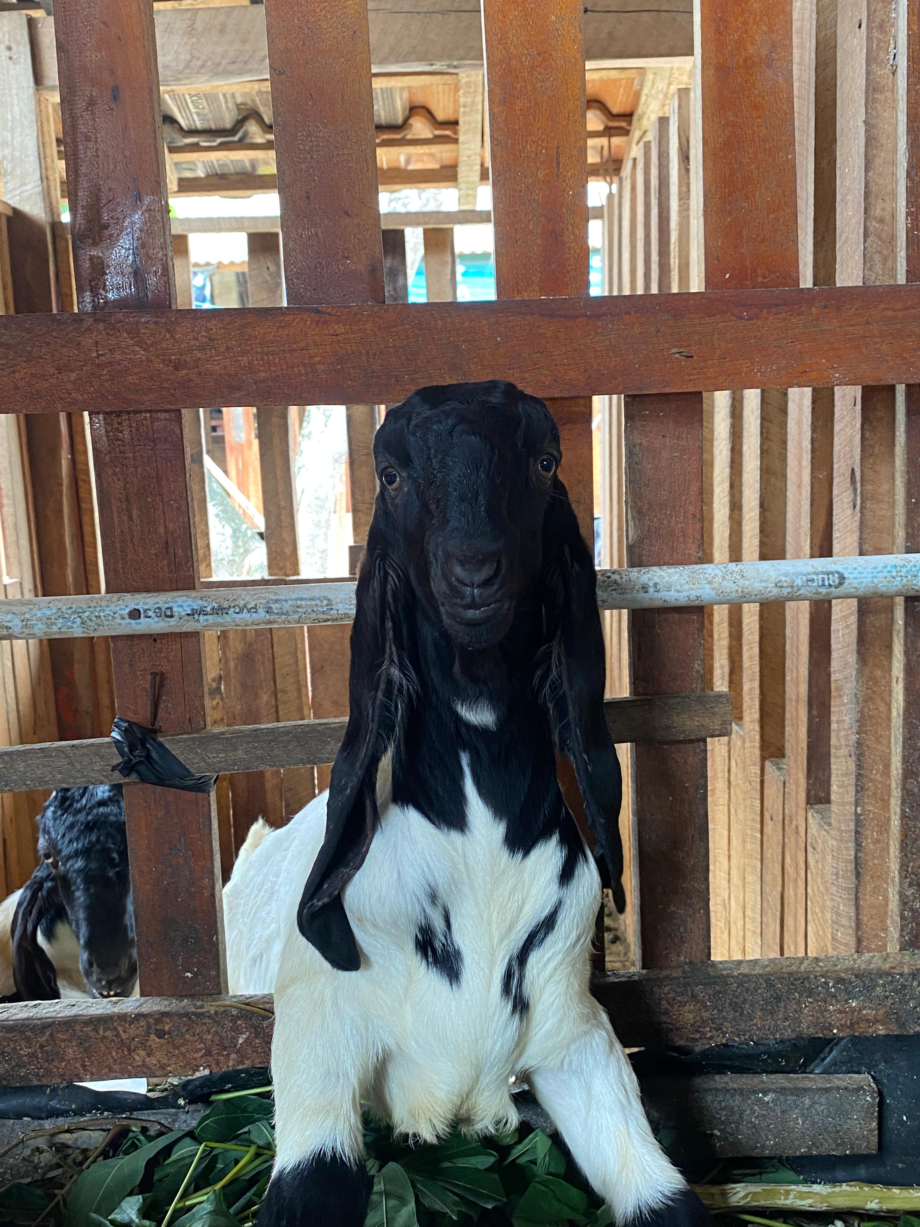 Kambing Etawa Pak Sarino